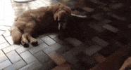 nothing GIF