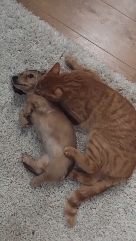 Playful Puppy and Kitten are Best Friends