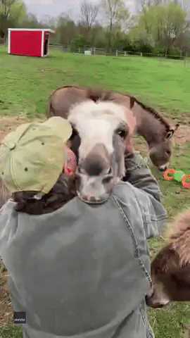 Man Enjoys Cuddle Time With Donkey at Ohio Farm