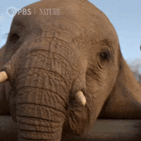 Close Up Hello GIF by Nature on PBS
