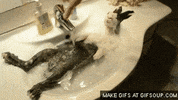 care hare GIF