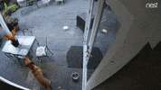 fail nest cam GIF by Nest