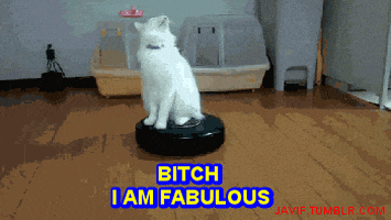 kitty dating funny GIF