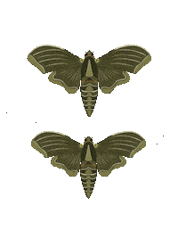 Moth Sticker