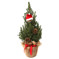 Christmas Tree Sticker by Mein schöner Garten