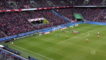 1 Fc Cologne Football GIF by 1. FC Köln