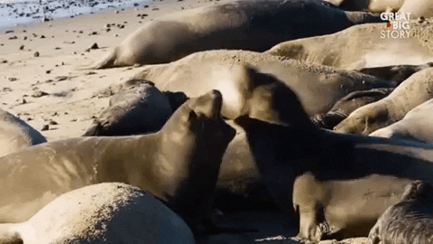 kiss me love GIF by Great Big Story