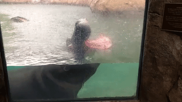 Thirsty Thirsty Hippo: Cincinnati Zoo Hippopotamus Catches Raindrops in Mouth