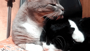 Cat GIF by jorgemariozuleta