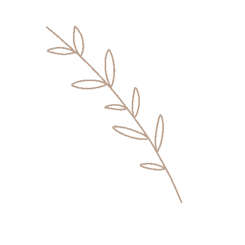 estudiosolemio giphyupload plant boho beige Sticker