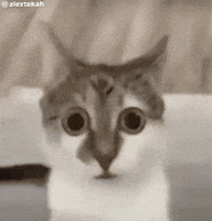 Wtf Cat GIF