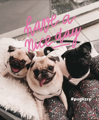 Have A Nice Day Pug GIF