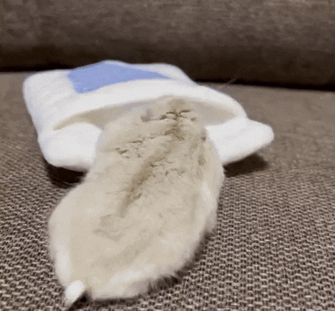 cuteanimalland giphyupload GIF