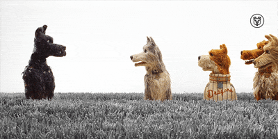 listen wes anderson GIF by Fox Searchlight