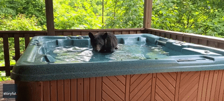 Curious Cub Caught Splashing About in Tennessee Hot Tub