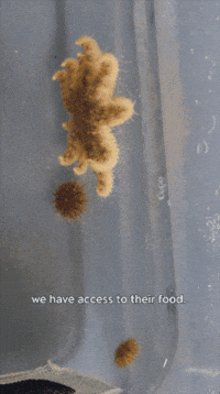 Sea Urchin GIF by Monterey Bay Aquarium