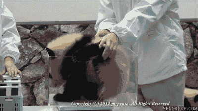 fall fail GIF by Cheezburger