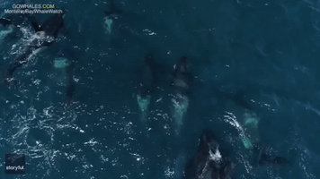 Killer Whales Cruise Through Monterey Bay in California