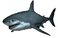Shark Week Lol Sticker by hAyDiRoKeT