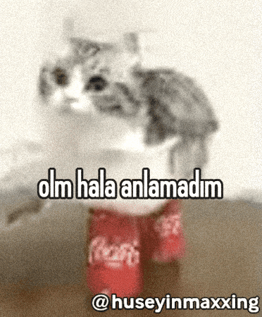 Cat Idk GIF