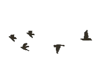 NorthCountryBwy broadway bob dylan girl from the north country gftnc Sticker