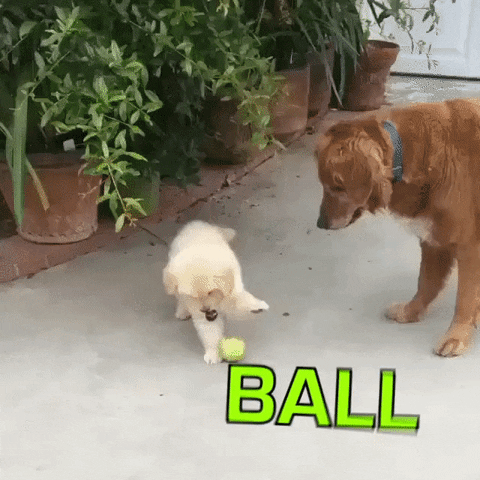 puppy attention GIF