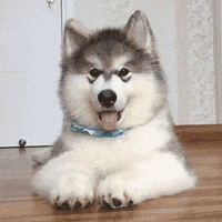 Confused Confusion GIF