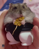 Blissful-Looking Hamster Enjoys Snack in Sumo Suit