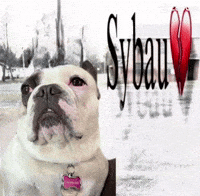 Dog Izzy GIF