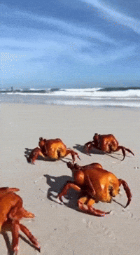 Ai Chicken GIF