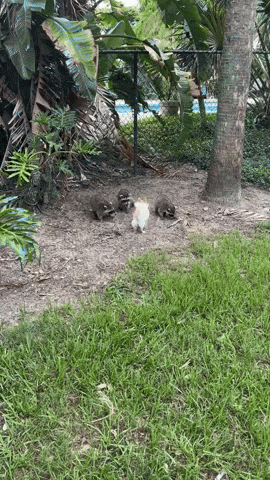 cuteanimalland giphyupload GIF