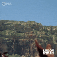 David Attenborough GIF by PBS