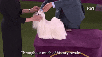 Westminster Dog Show Hollywood GIF by Westminster Kennel Club