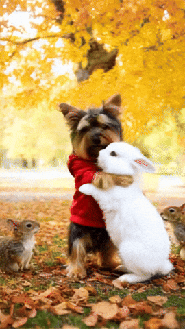 Abrazos Conejos GIF