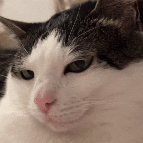 Cat Smirk GIF
