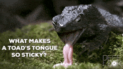 GIF by KQEDScience