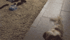 boxer shi GIF