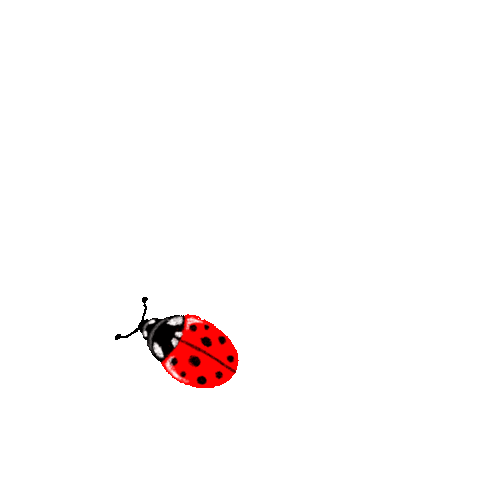 marjohiilivirta-illustrator ladybug luonto ötökkä marjohiilivirta Sticker
