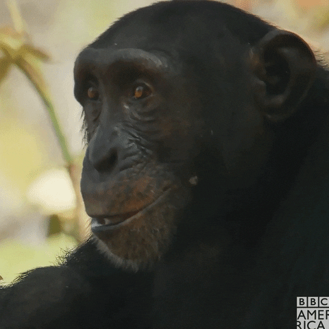 Happy Life Story GIF by BBC America