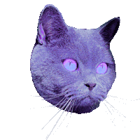 Shocked Cat Sticker