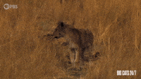 Lion Cub Calling For Mother