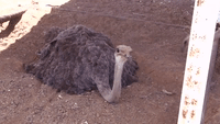 Ostrich Chicks Get to Grips With the World
