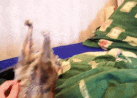 tummy loris GIF
