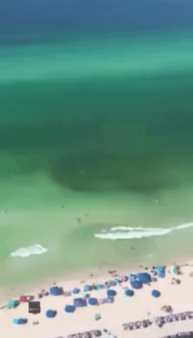 Shark Circles Swimmer in Waters Off Florida Beach Resort