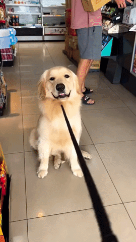 cuteanimalland giphyupload GIF