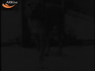 video death GIF