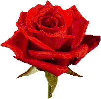 roses STICKER