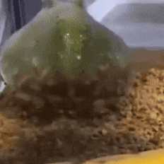 2PercentAlmonde spinning frog spinning frog GIF