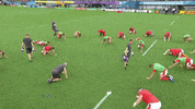 World Rugby Sport GIF by Rugby World Cup