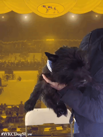 wkcdogshow GIF by Westminster Kennel Club